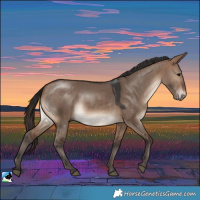 Horse Color:Brown Dun 