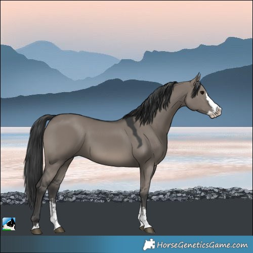 Horse Color:Grullo Sabino Splash 