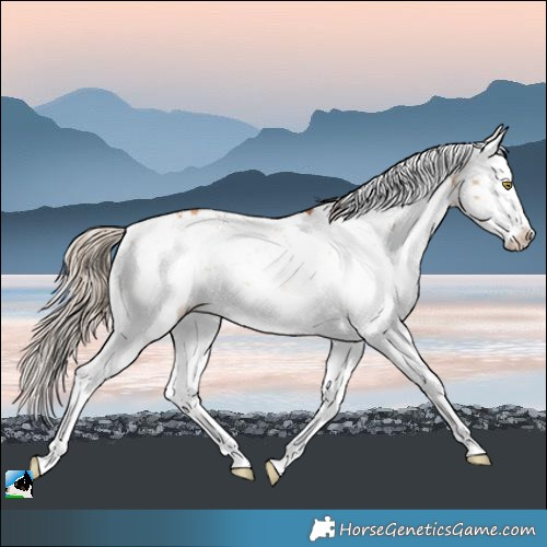 Horse Color:Gold Champagne Dun Sabino Splash Brindle 