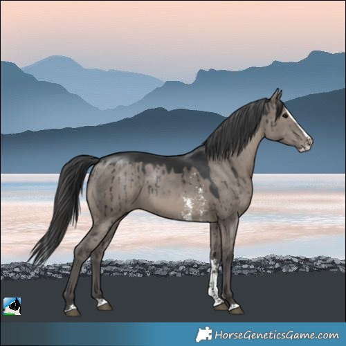 Horse Color:Grullo Sabino Splash Rabicano Brindle
