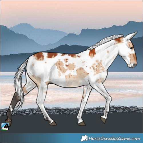 Horse Color:Bay Dun Harlequin Merle Brindle 