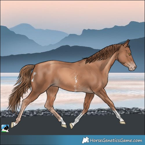 Horse Color:Gold Champagne Sabino Tobiano