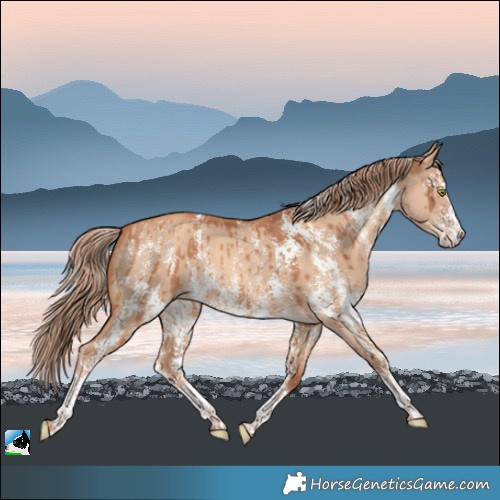 Horse Color:Gold Champagne Dun Sabino Brindle
