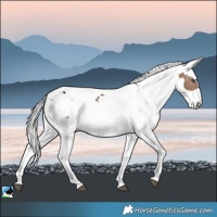 Horse Color:Bay Dun Harlequin Merle Sabino Brindle 