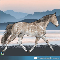 Horse Color:Liver Red Dun Sabino Brindle 