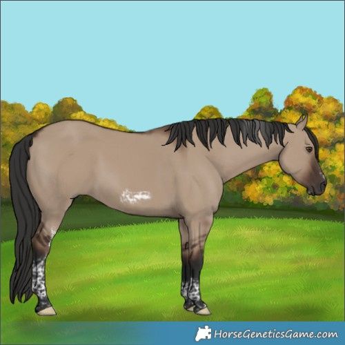 Horse Color:Liver Red Dun Tobiano Frame 