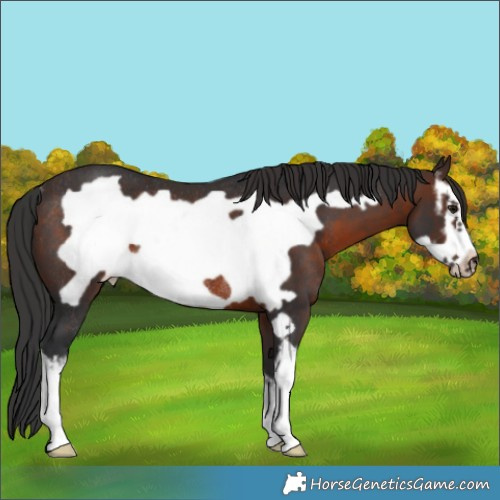 Horse Color:White Spotted Brown Frame Rabicano 