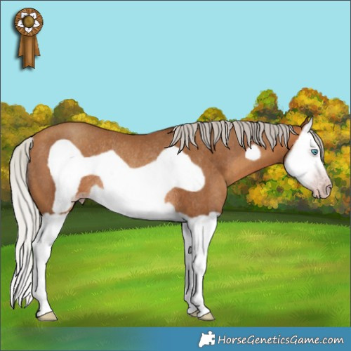Horse Color:Gray Silver Amber Champagne Splash Frame Rabicano