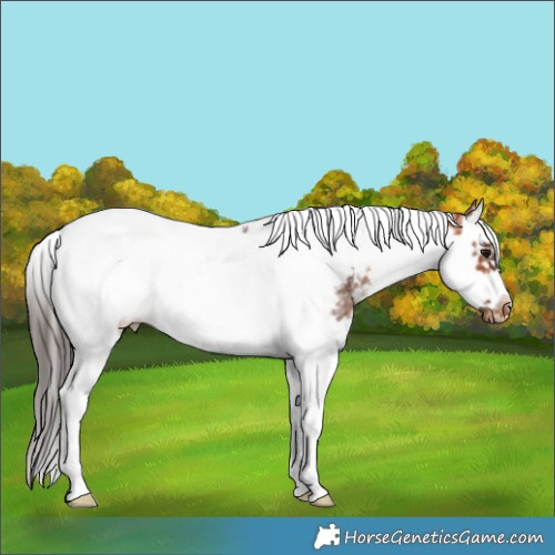 Horse Color:White Spotted Bay Splash Tobiano Frame Appaloosa 