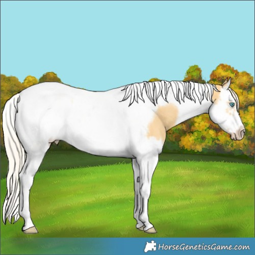 Horse Color:Gold Cream Champagne Splash Tobiano Frame Rabicano