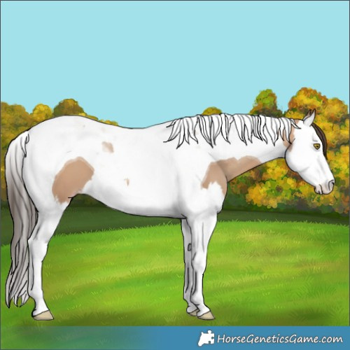 Horse Color:Amber Champagne Splash Tobiano