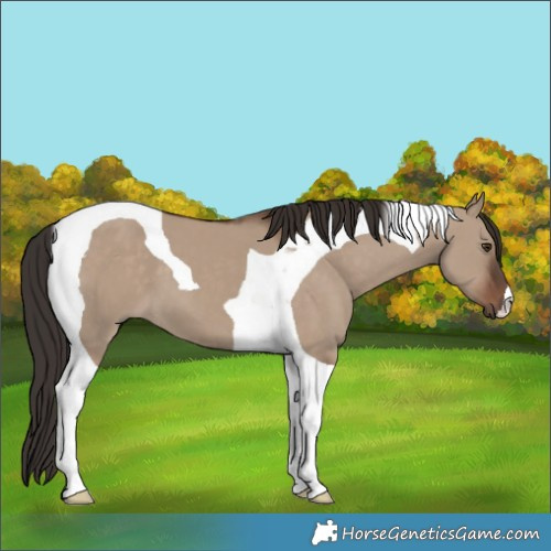 Horse Color:Liver Red Dun Tobiano 