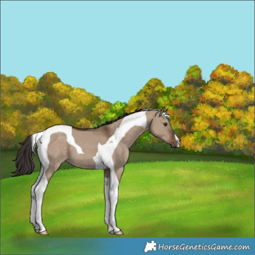Horse Color:Liver Red Dun Tobiano 
