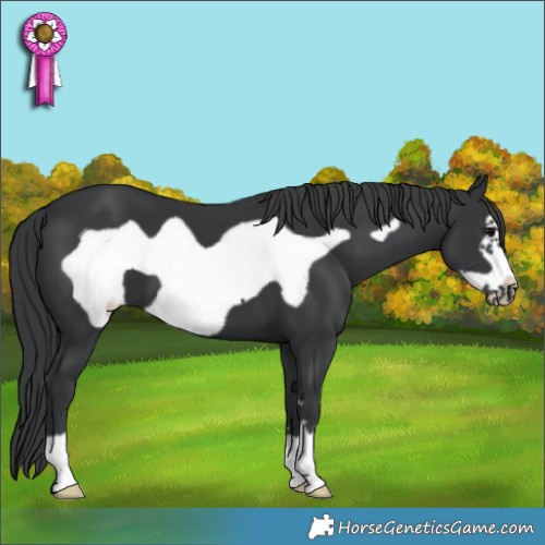 Horse Color:Black Frame