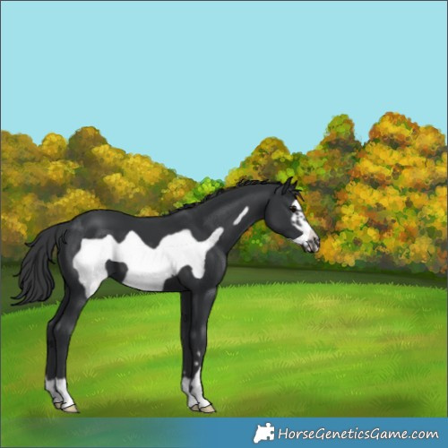 Horse Color:Black Frame 