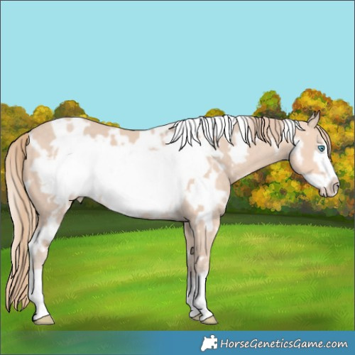 Horse Color:White Spotted Perlino Frame