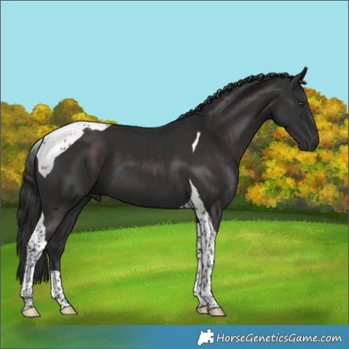 Horse Color:Liver Chestnut Tobiano