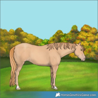Horse Color:Gold Champagne