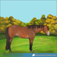 Horse Color:Bay Splash Frame
