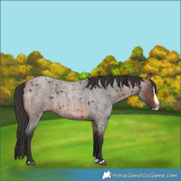 Horse Color:Brown Roan Splash
