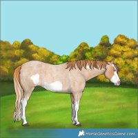 Horse Color:Red Roan Splash Frame 