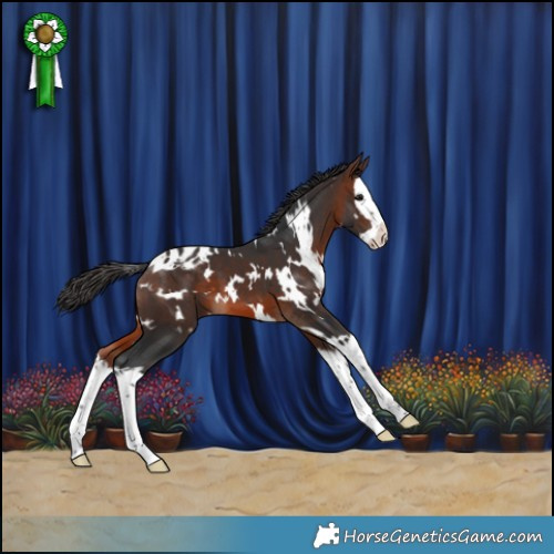 Horse Color:White Spotted Brown Splash Appaloosa