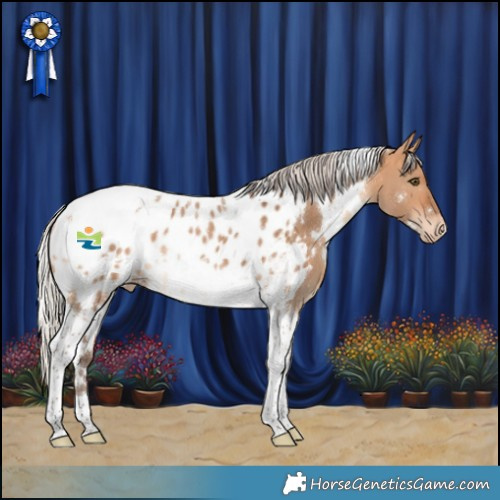 Horse Color:White Spotted Silver Bay Dun Tobiano Near Leopard Rabicano 