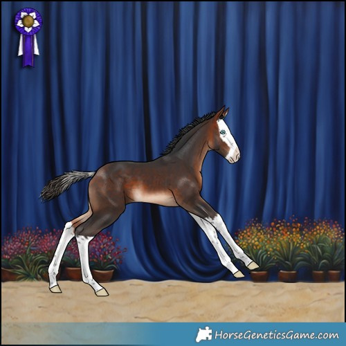 Horse Color:Bay Splash