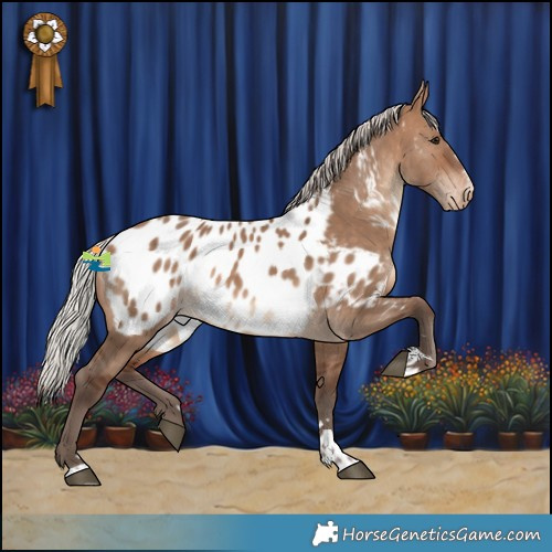 Horse Color:Silver Brown Dun Appaloosa