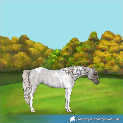 Horse Color:Silver Blue Roan Tobiano 