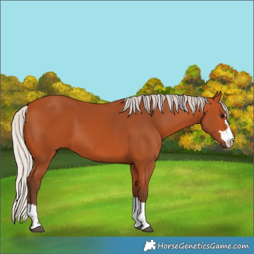 Horse Color:Unknown 