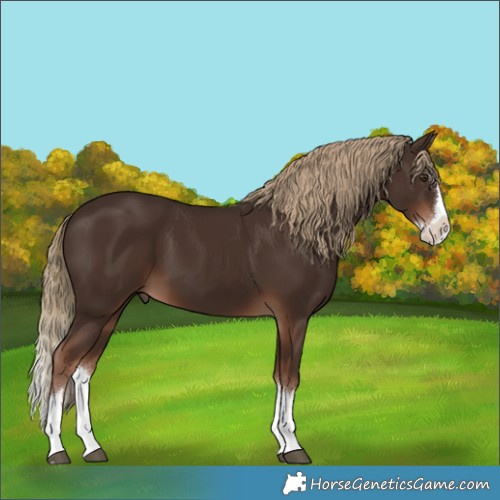 Horse Color:Liver Chestnut Splash 