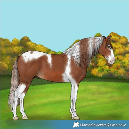 Horse Color:Chestnut Splash Tobiano 