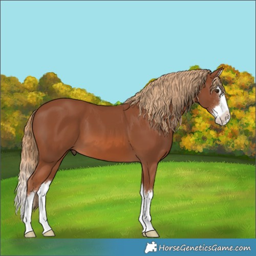 Horse Color:Chestnut Splash