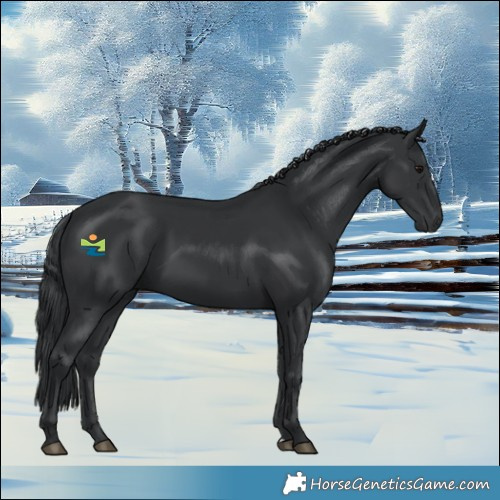 Horse Color:Black 