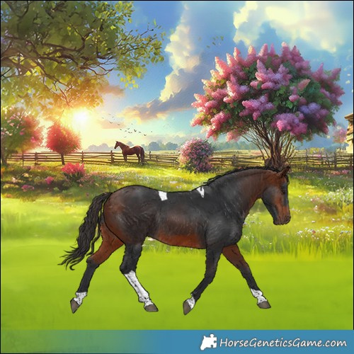Horse Color:Bay Tobiano Rabicano 