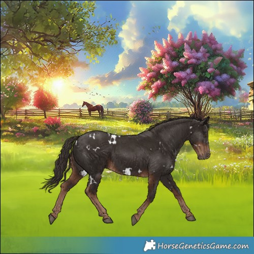 Horse Color:White Spotted Liver Chestnut 