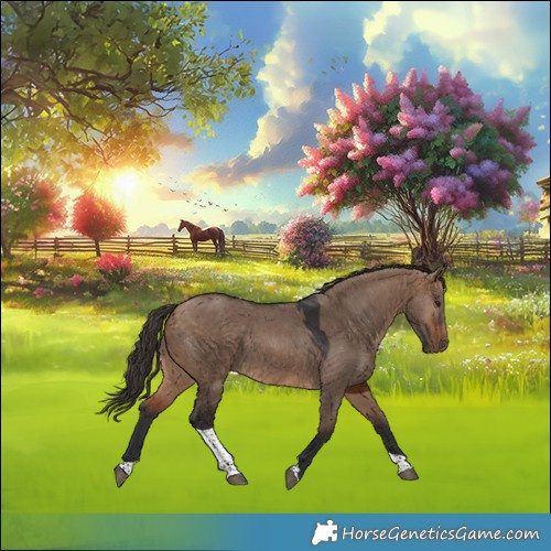 Horse Color:Bay Dun Tobiano 