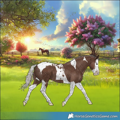 Horse Color:Silver Black Splash Tobiano 