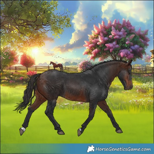 Horse Color:Brown 