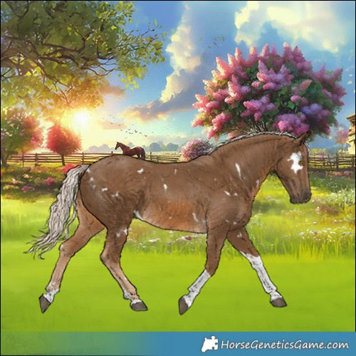 Horse Color:White Spotted Chocolate Palomino Tobiano Rabicano 