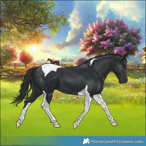Horse Color:Black Tobiano