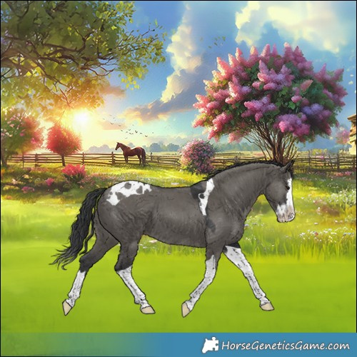 Horse Color:Grullo Splash Tobiano 