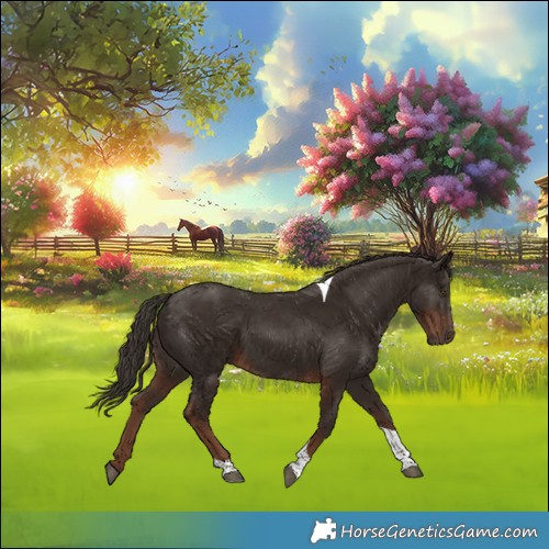 Horse Color:Liver Chestnut Tobiano Rabicano 
