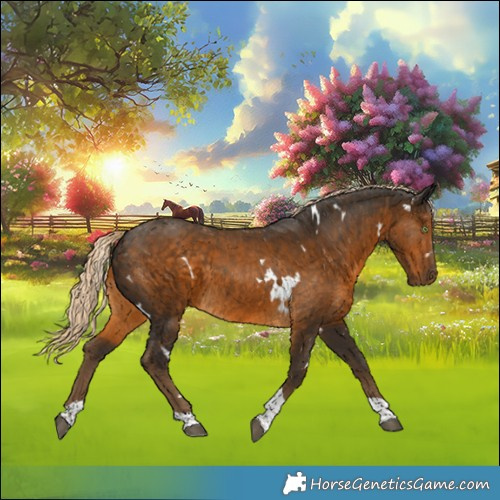 Horse Color:White Spotted Chocolate Palomino Tobiano Rabicano 