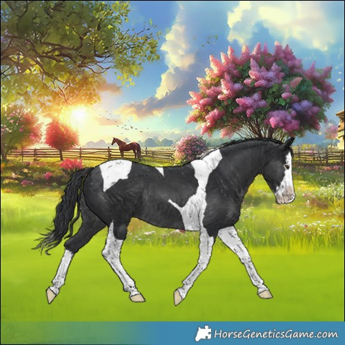 Horse Color:Black Splash Tobiano Rabicano