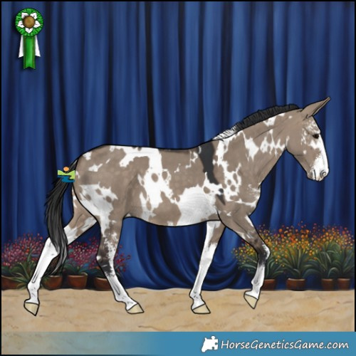 Horse Color:White Spotted Brown Dun Sabino