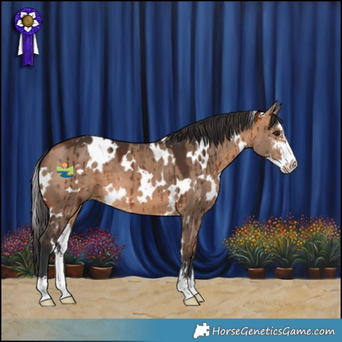 Horse Color:White Spotted Bay Dun Sabino Brindle