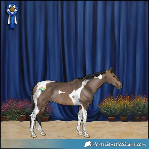 Horse Color:Bay Dun Tobiano Rabicano