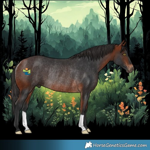 Horse Color:Bay Rabicano
